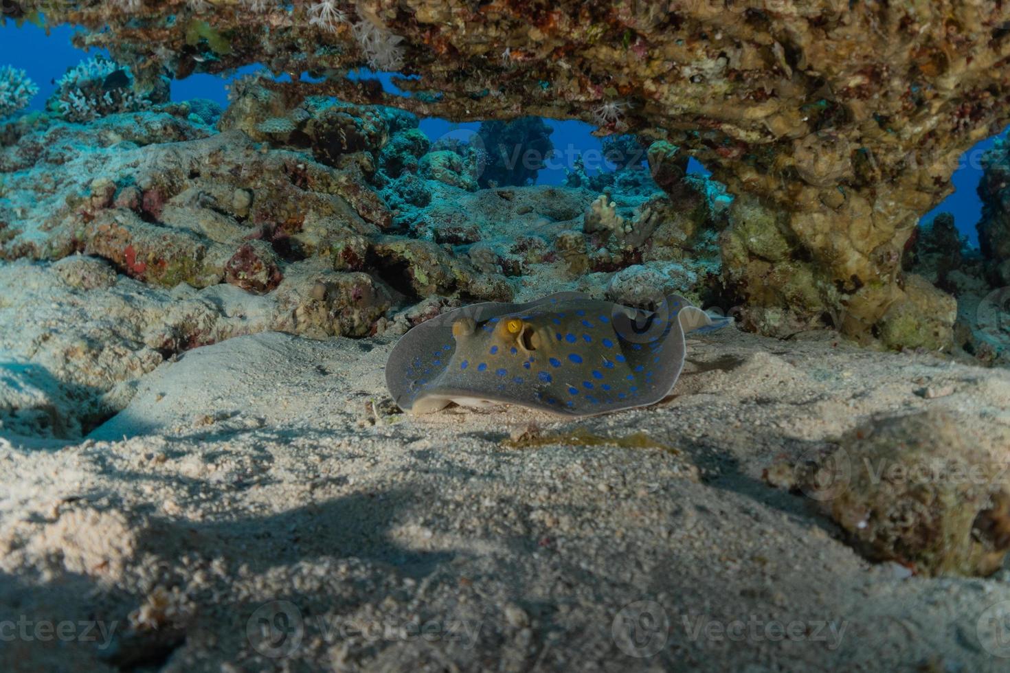 blåfläckig stingrocka på havsbotten i röda havet foto