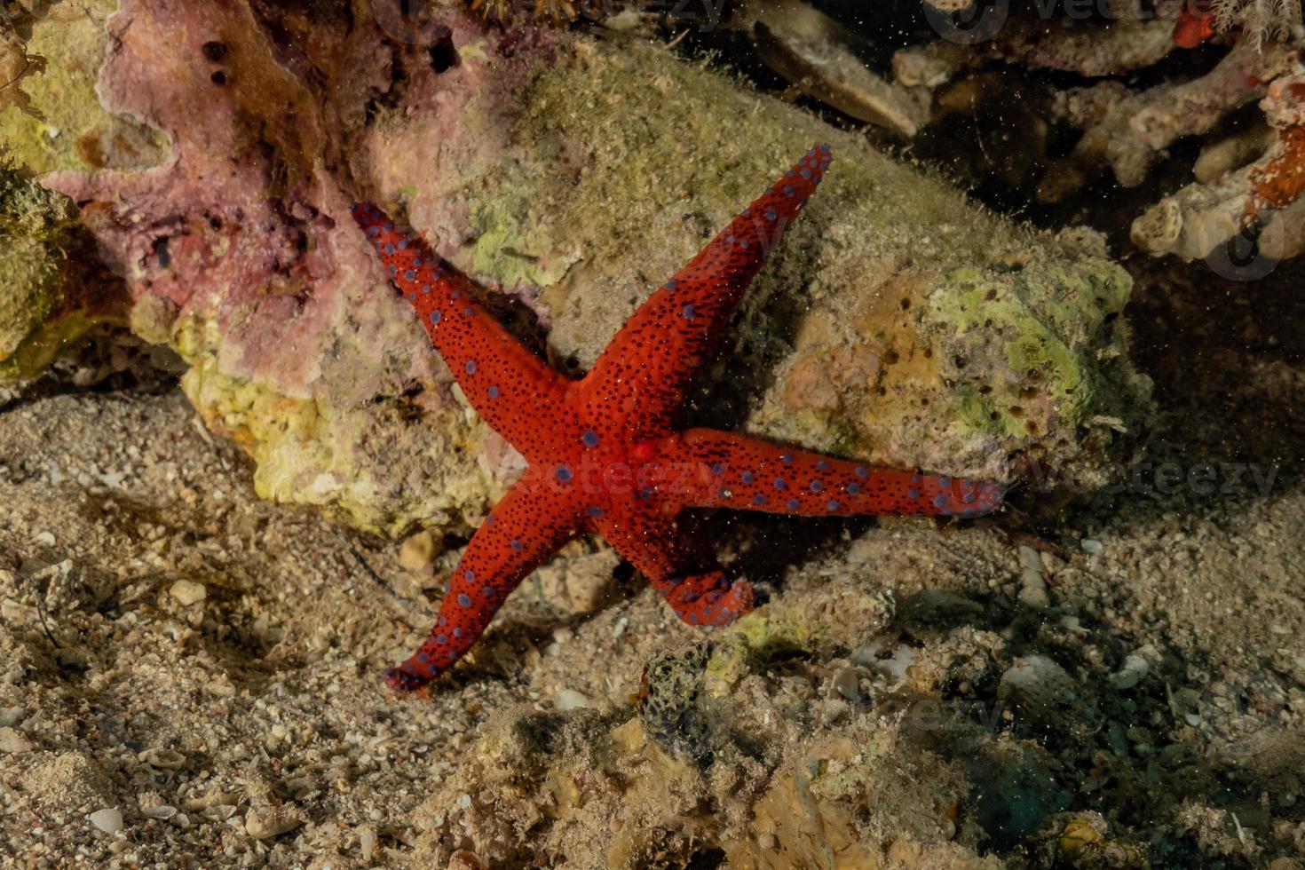 sjöstjärna på havsbotten i Röda havet, Eilat Israel foto