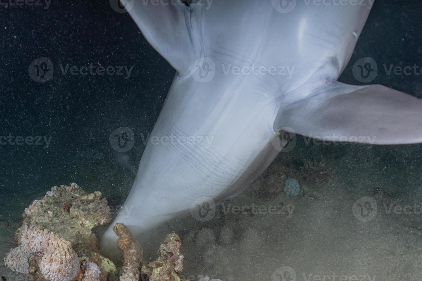 delfin som simmar i Röda havet, Eilat Israel foto