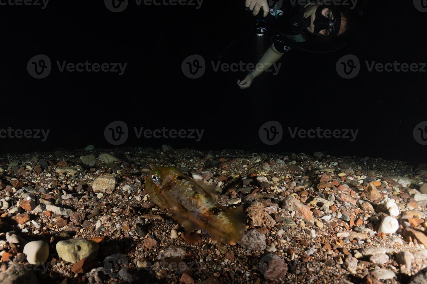 bläckfisk i Röda havet färgglada och vackra, Eilat Israel foto