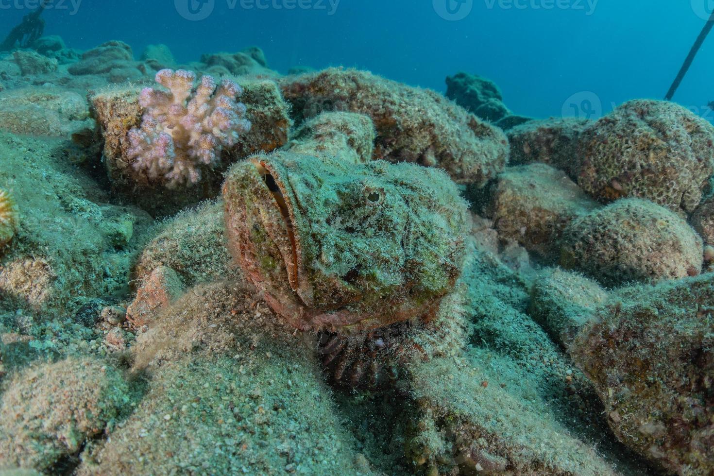 fiskar simmar i Röda havet, färgglada fiskar, Eilat Israel foto