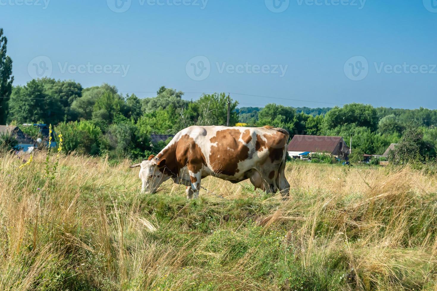 fotografering på tema vacker stor mjölkko foto