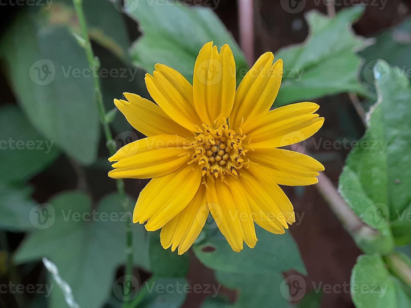 närbild av gul blomma med oskärpa gröna blad bakgrund foto