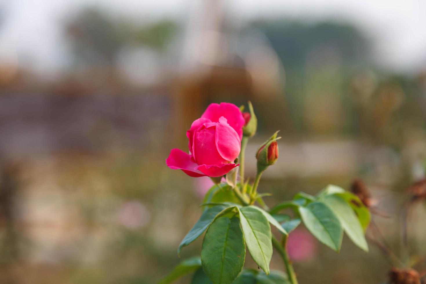vackra rosa rosor från rosenträdet foto
