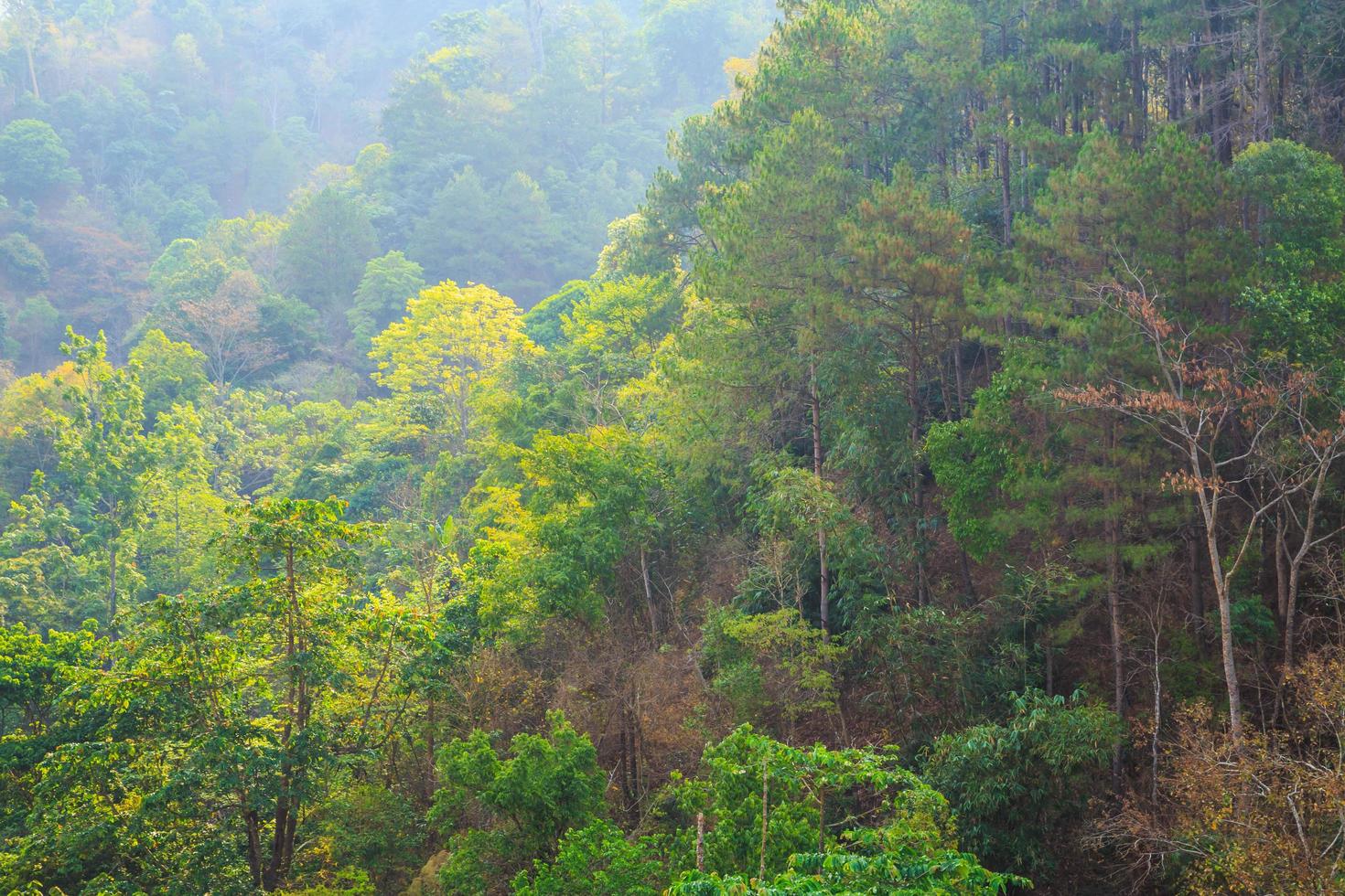 magnifik panoramautsikt över skogen på den mäktiga foto