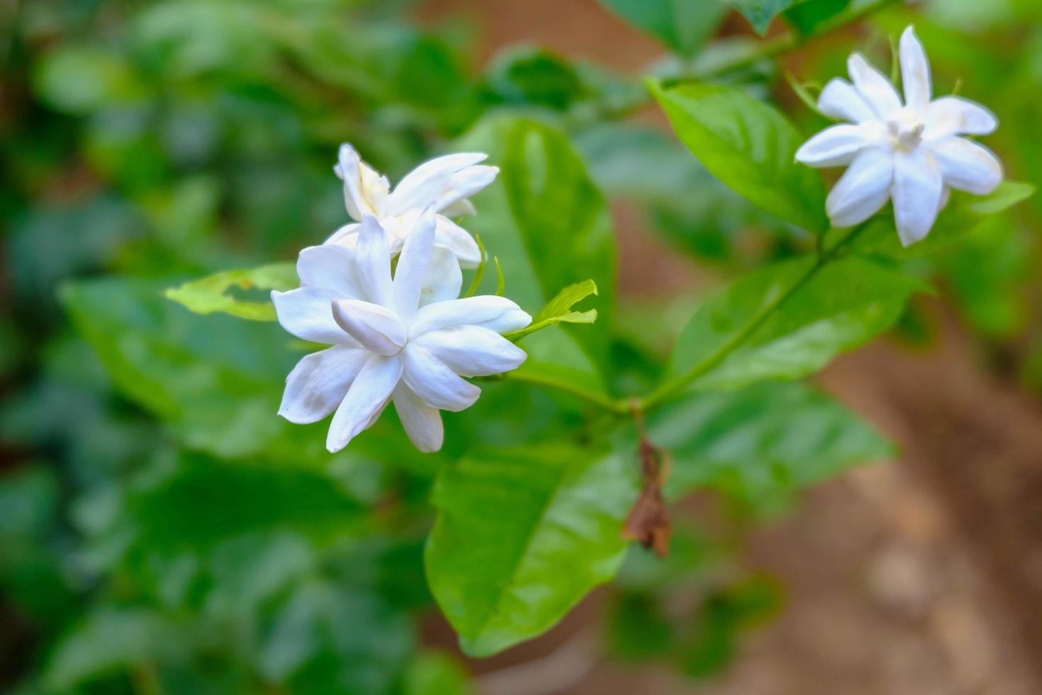 vit jasmin blomma med gröna blad natur bakgrund foto