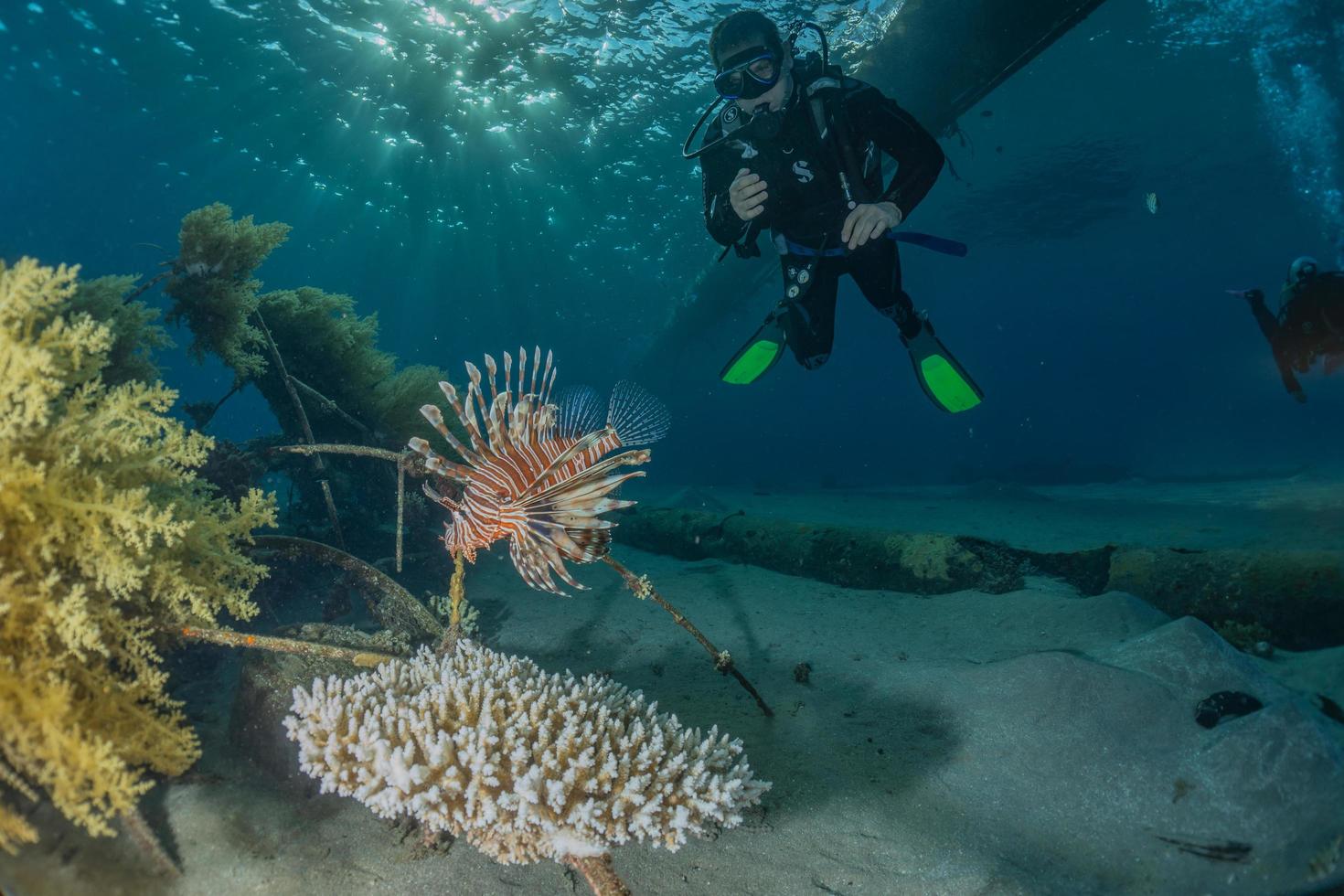 lejonfisk i Röda havet färgglada fiskar, eilat israel foto