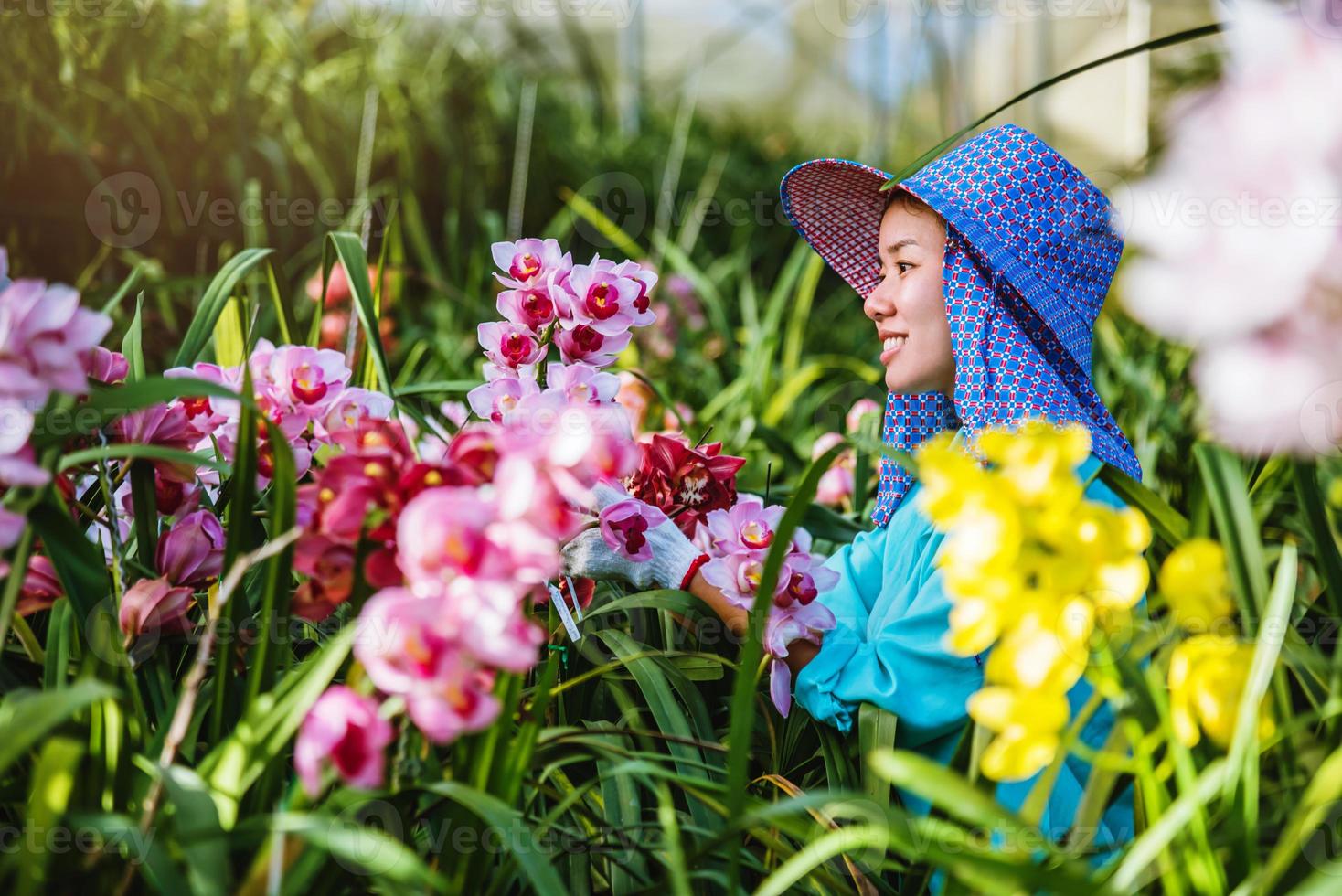 arbetare trädgårdsmästare tar hand om orkidéblomman i trädgården. odling av orkidéplantage. cymbidium orkidé foto