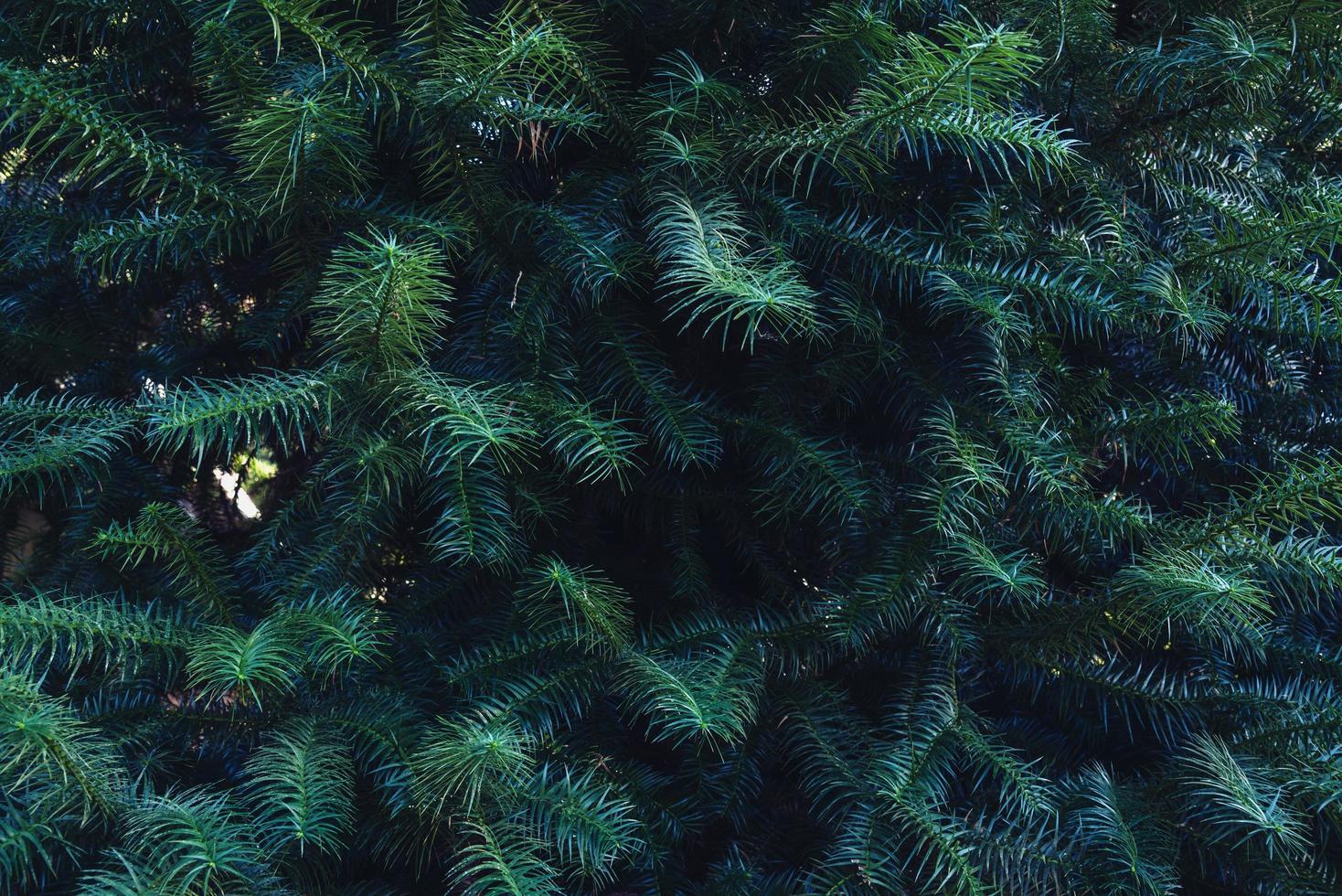 skog av gröna tallar på bergssidan. naturlig bakgrund av tallblad foto