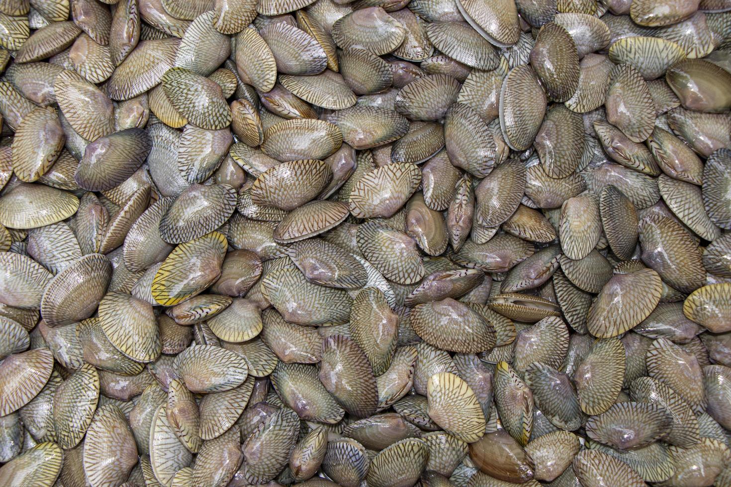 färsk surf mussla bakgrund, rå mattan mussla, venus skal, baby mussla, paphia undulata, veneridae i färska skaldjur marknaden, ovanifrån av korthalsad mussla. foto