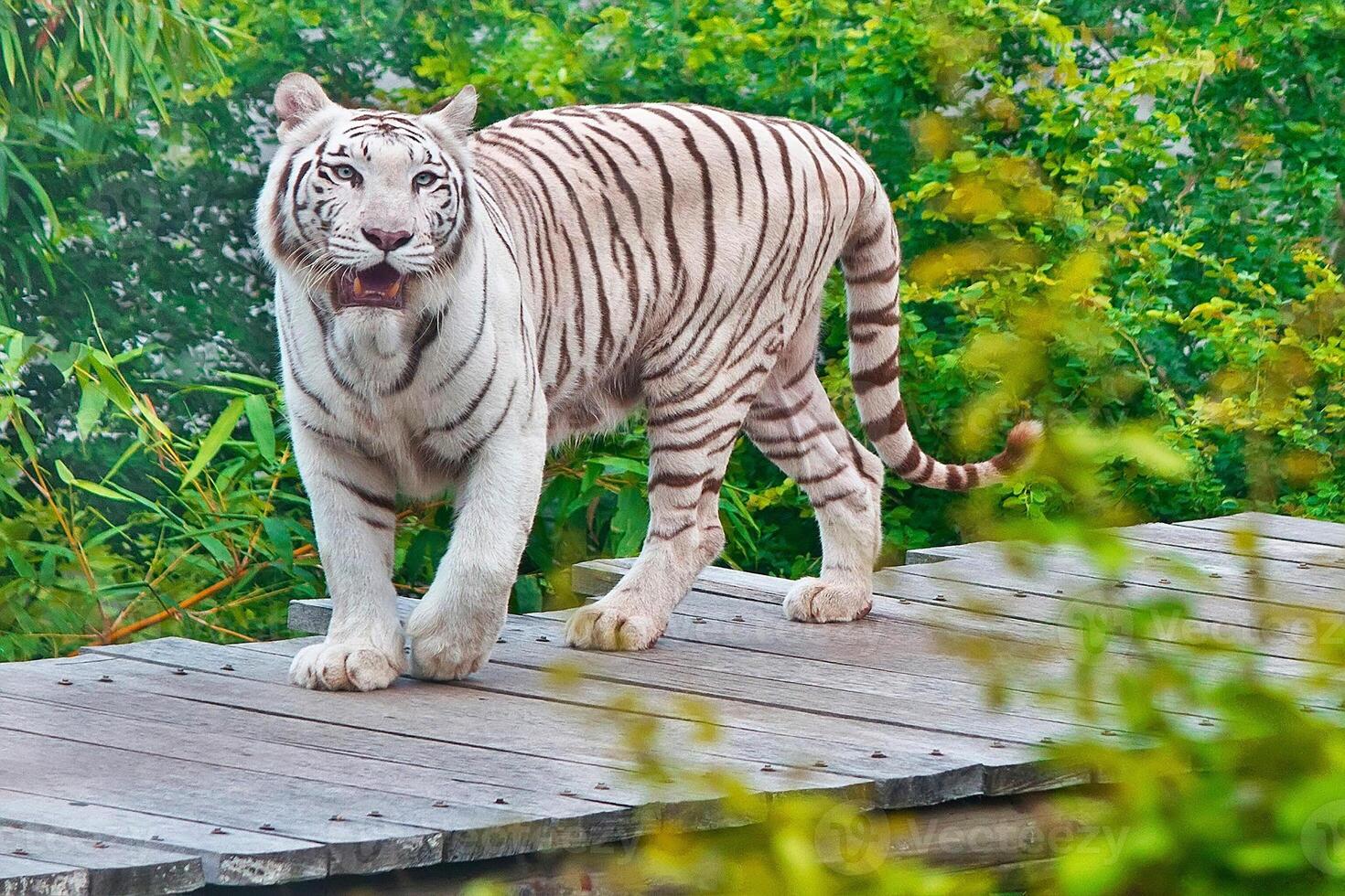 en vit tiger svävar ovanför en grön lummig trädstam foto