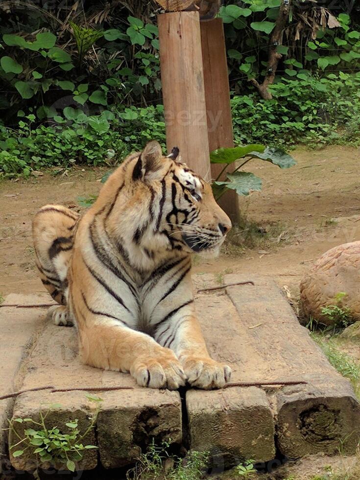 en tiger sitter lugnt på en sten med en bakgrund av växter foto