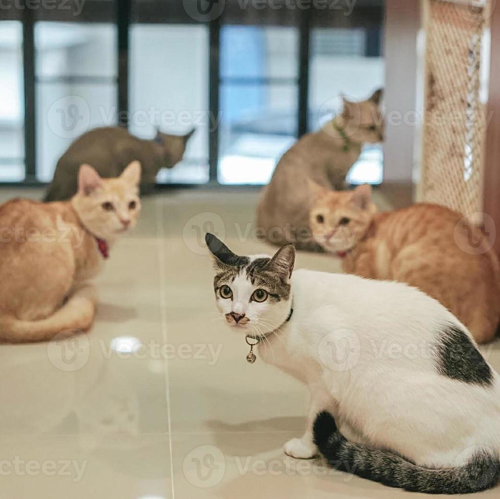 katt i vitt mot en bakgrund av oskärpa katter foto