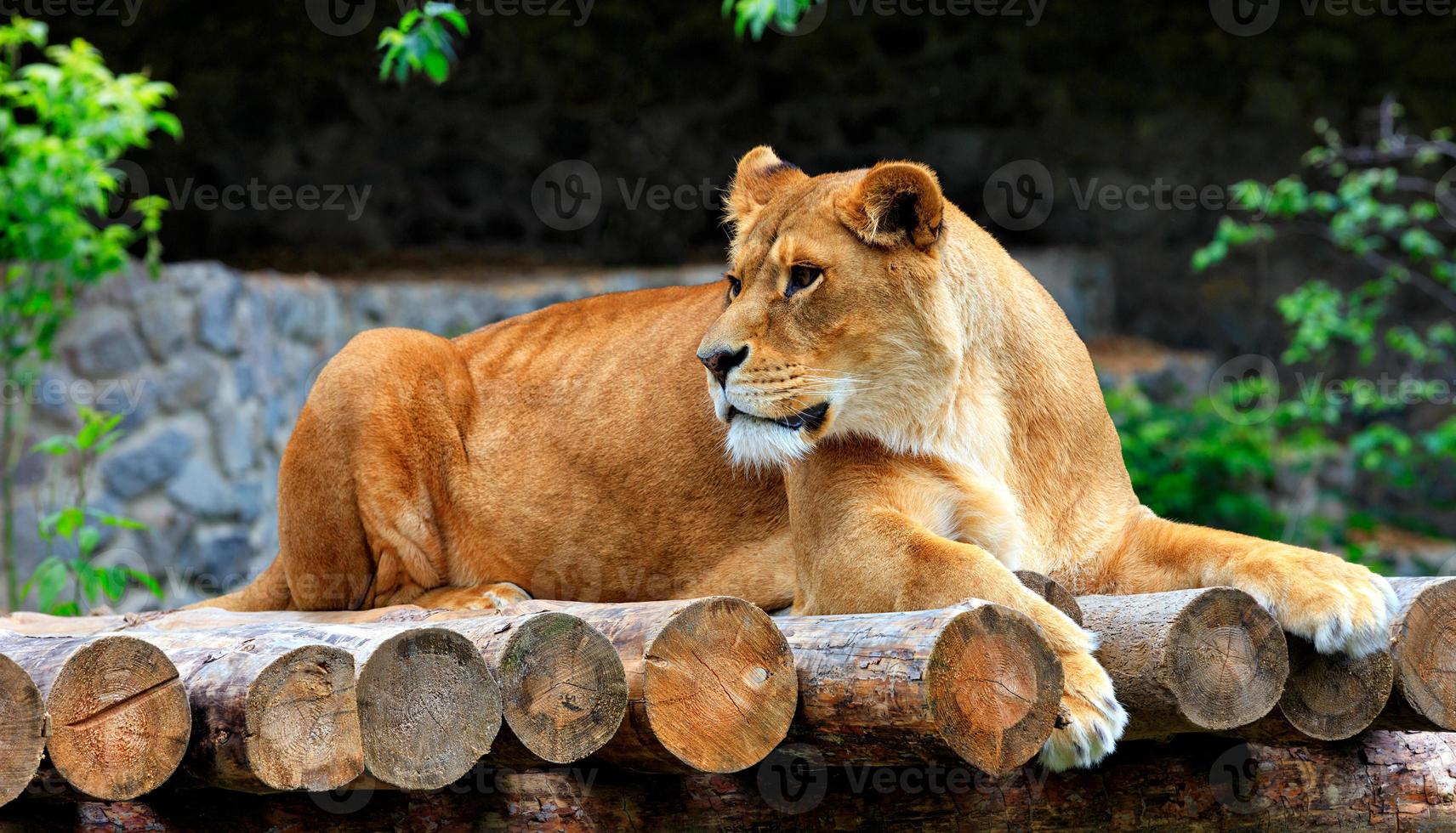 den majestätiska lejoninnan vilar på en plattform av trästockar. foto