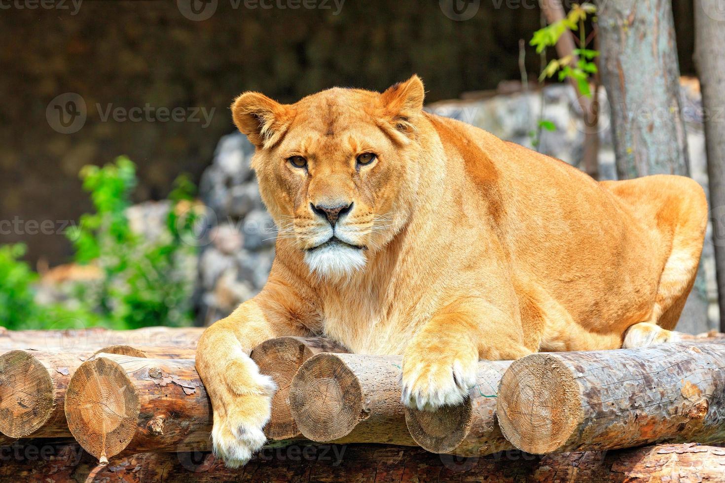 porträtt av en lejoninna liggande på en plattform av trästockar. foto