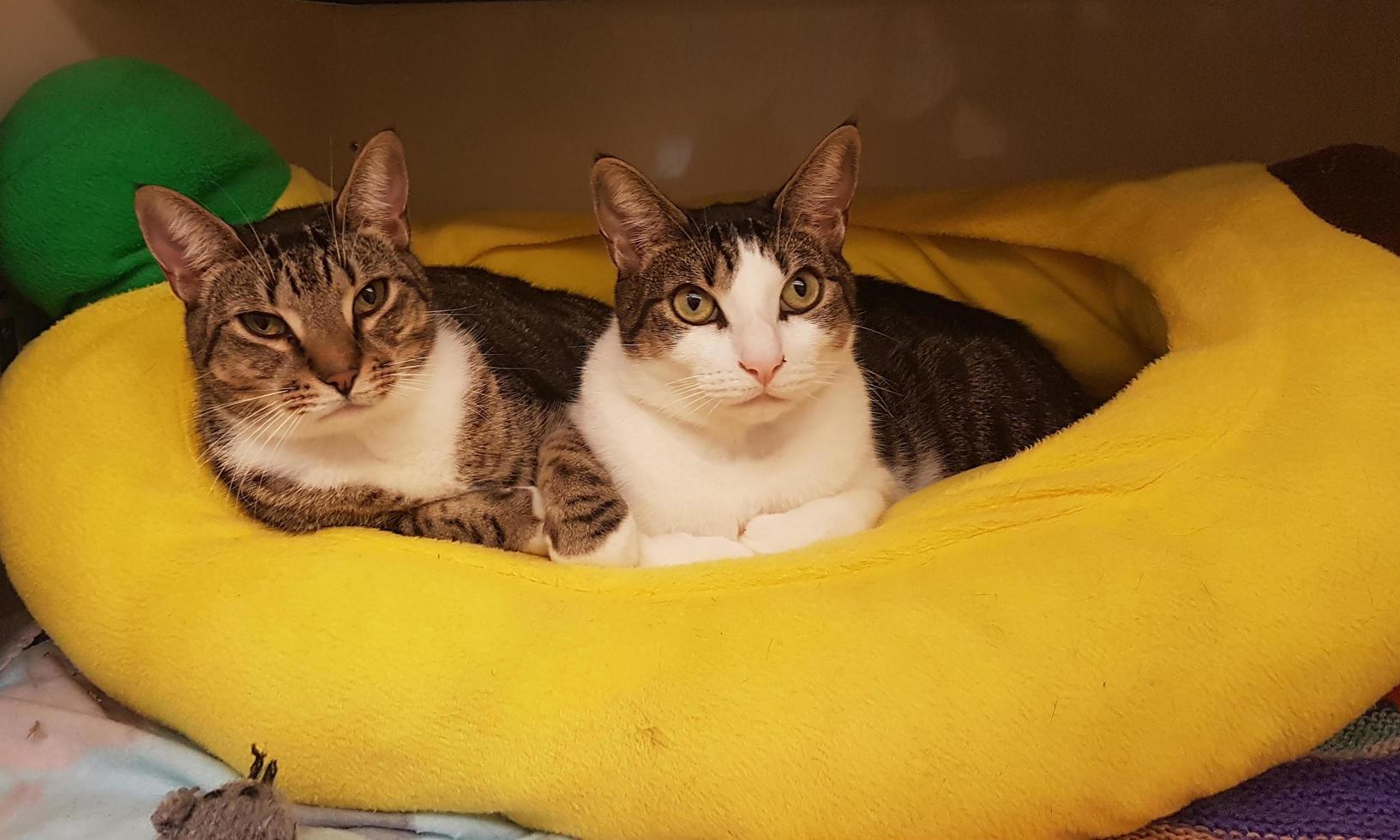 två söta katter som kopplar av i soffan foto