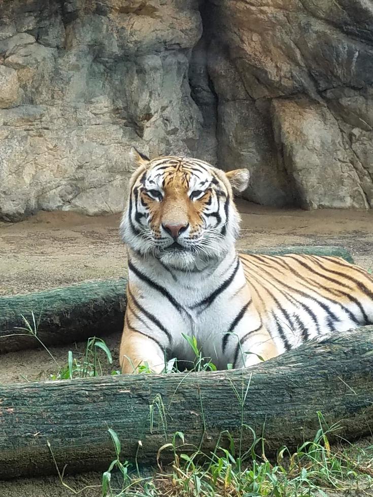 en tiger sitter på en trädstam i en glasbur foto