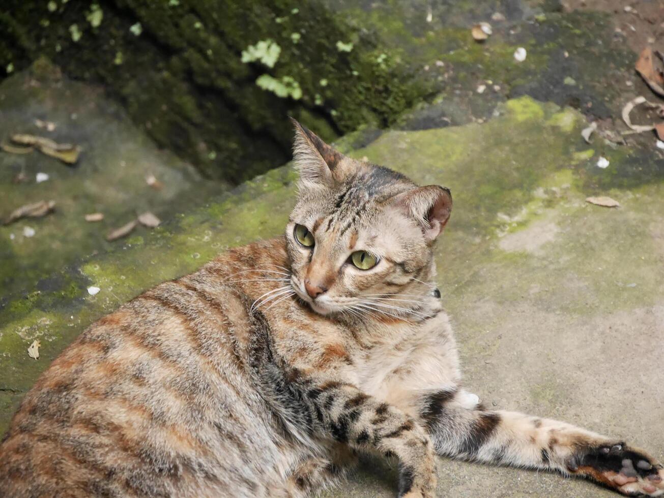 katten sover på marken foto