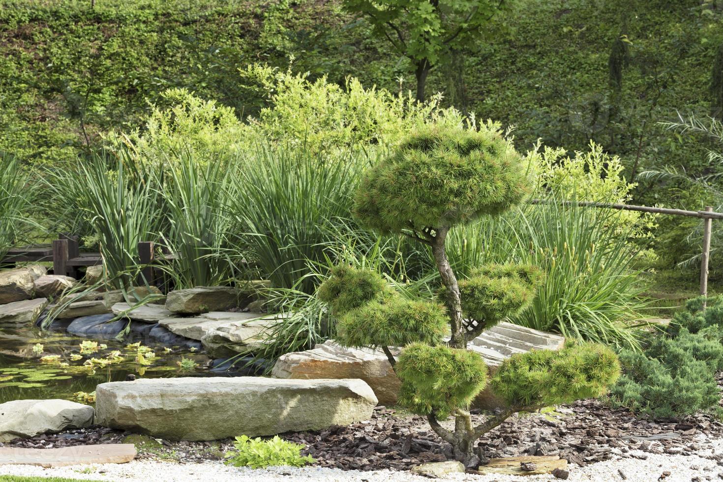 träd av bonsai, tallar i en japansk stenträdgård foto