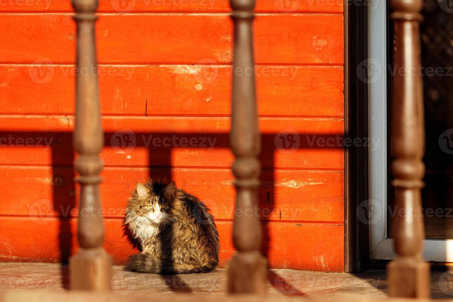 en pigg katt sitter på husets veranda i det skarpa orange ljuset från den nedgående solen. foto