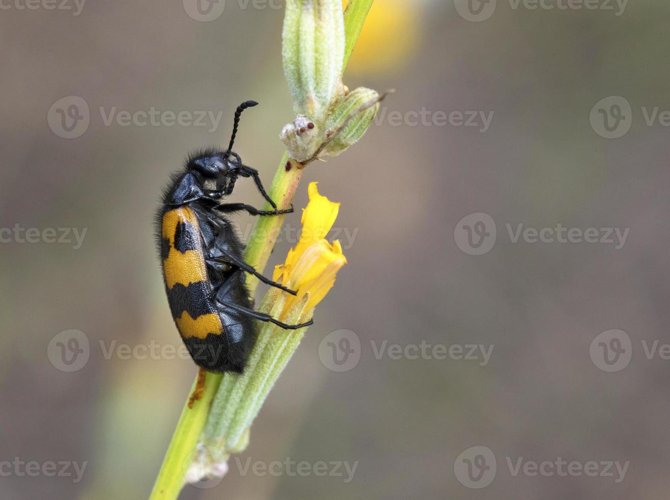 gul-svart skalbagge ligger på en åkerblomma för att äta lunch foto