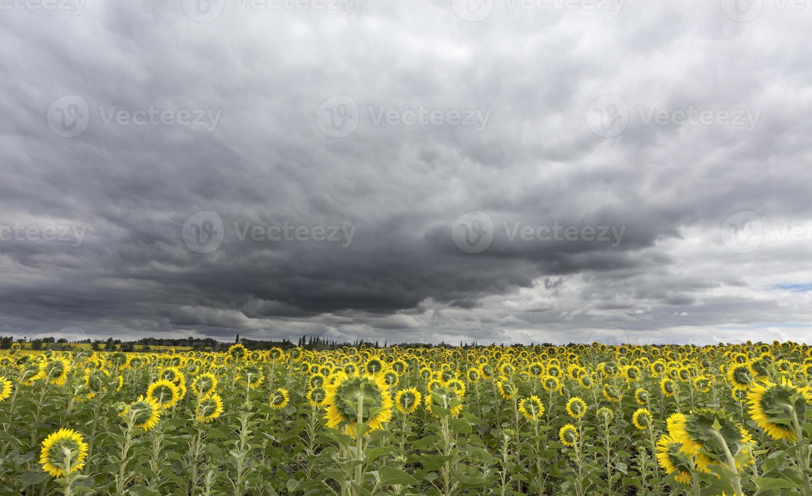 stormig himmel över fältet av solrosor foto