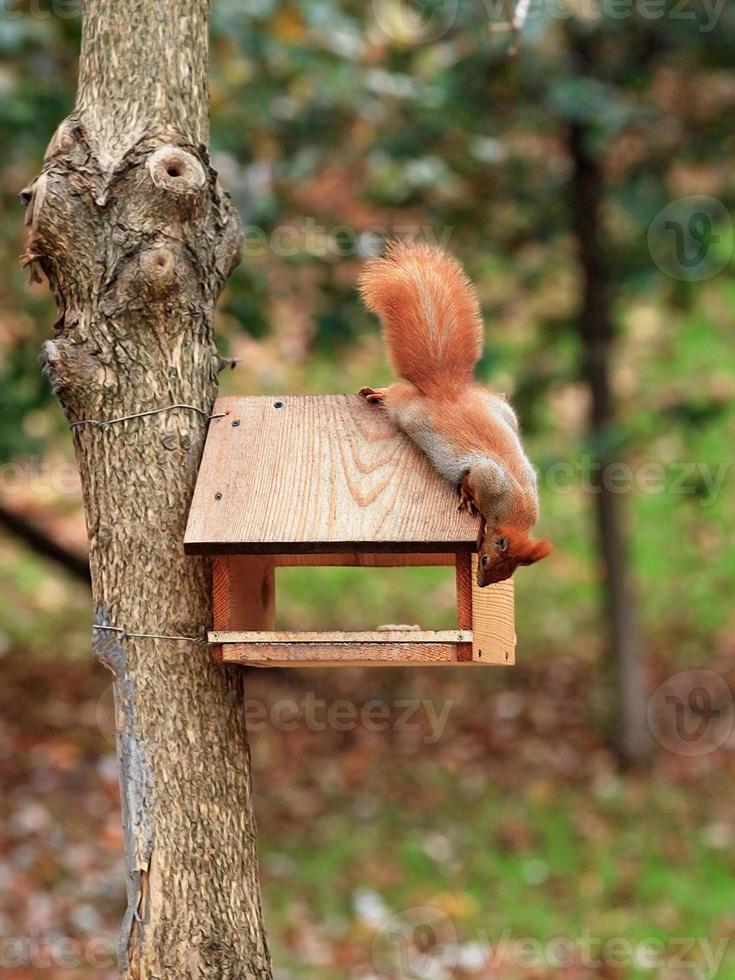 söt liten orange ekorre tittar in i en fågelmatare bunden till ett träd i en stadspark. foto