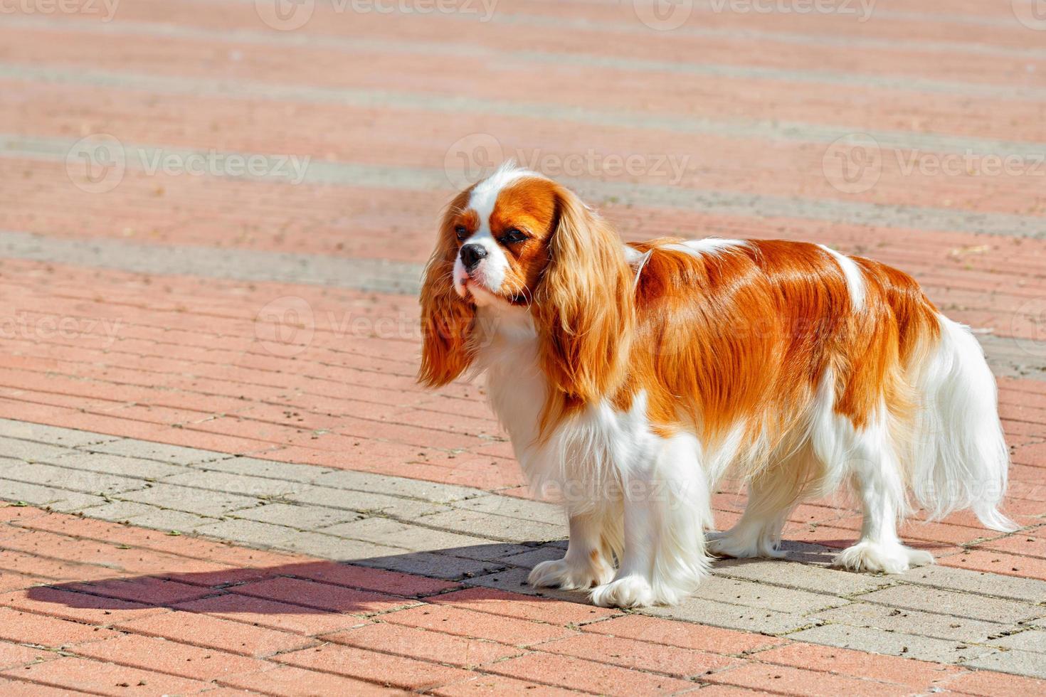 porträtt av en cavaler king charles spaniel på bakgrunden av trottoaren lagd med röda och grå gatstenar. foto