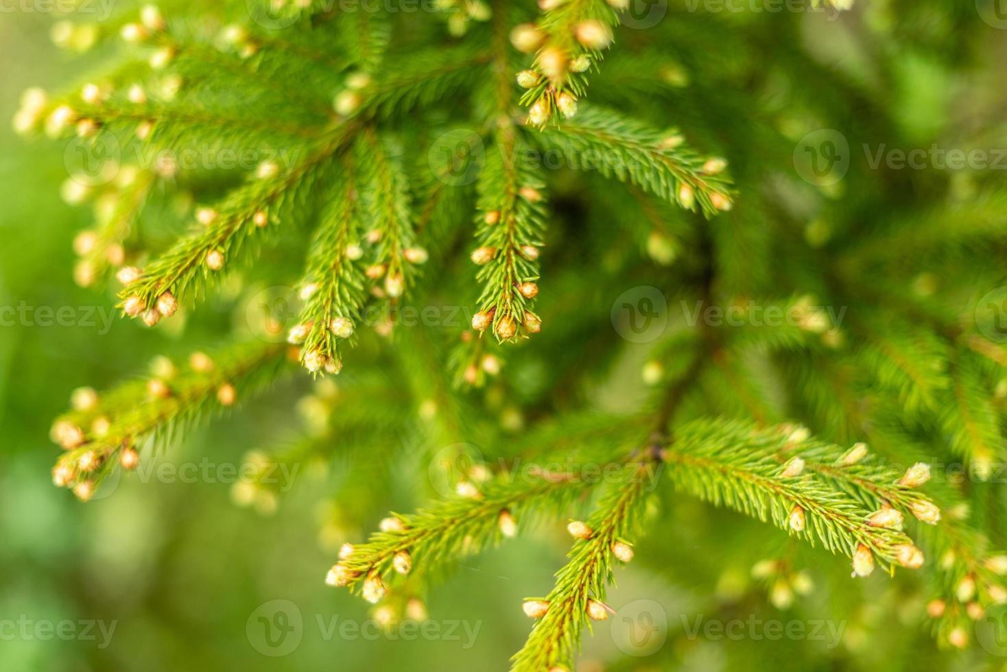 vackra gröna grenar åt med droppar av dagg efter regn en varm sommardag foto