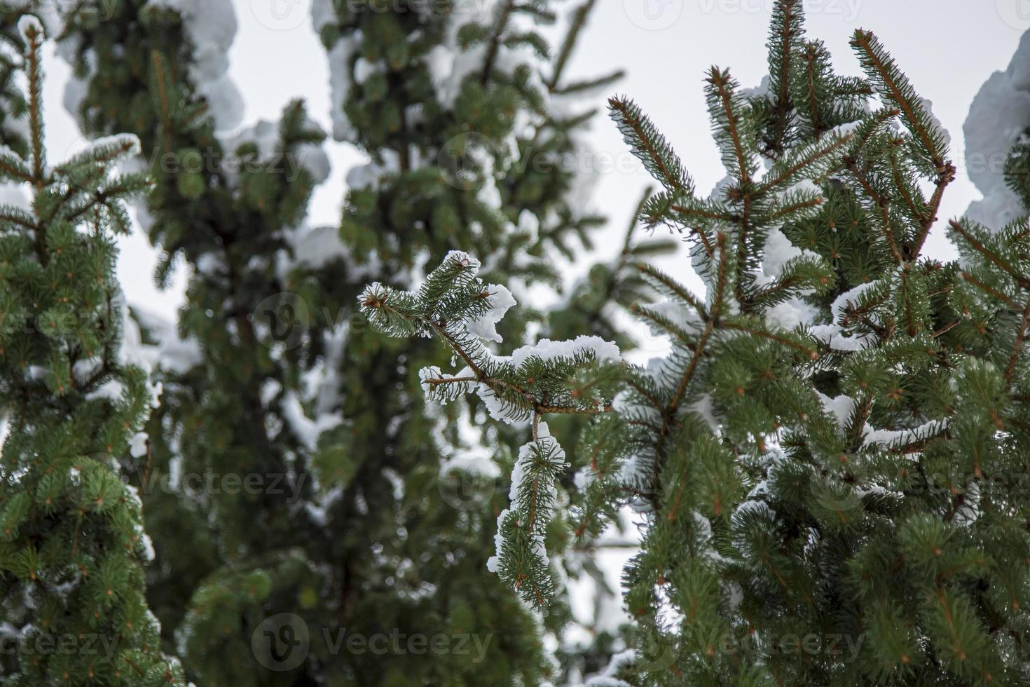 närbild av vinter tall grenar täckta med snö. frusen trädgren i vinterskogen. foto