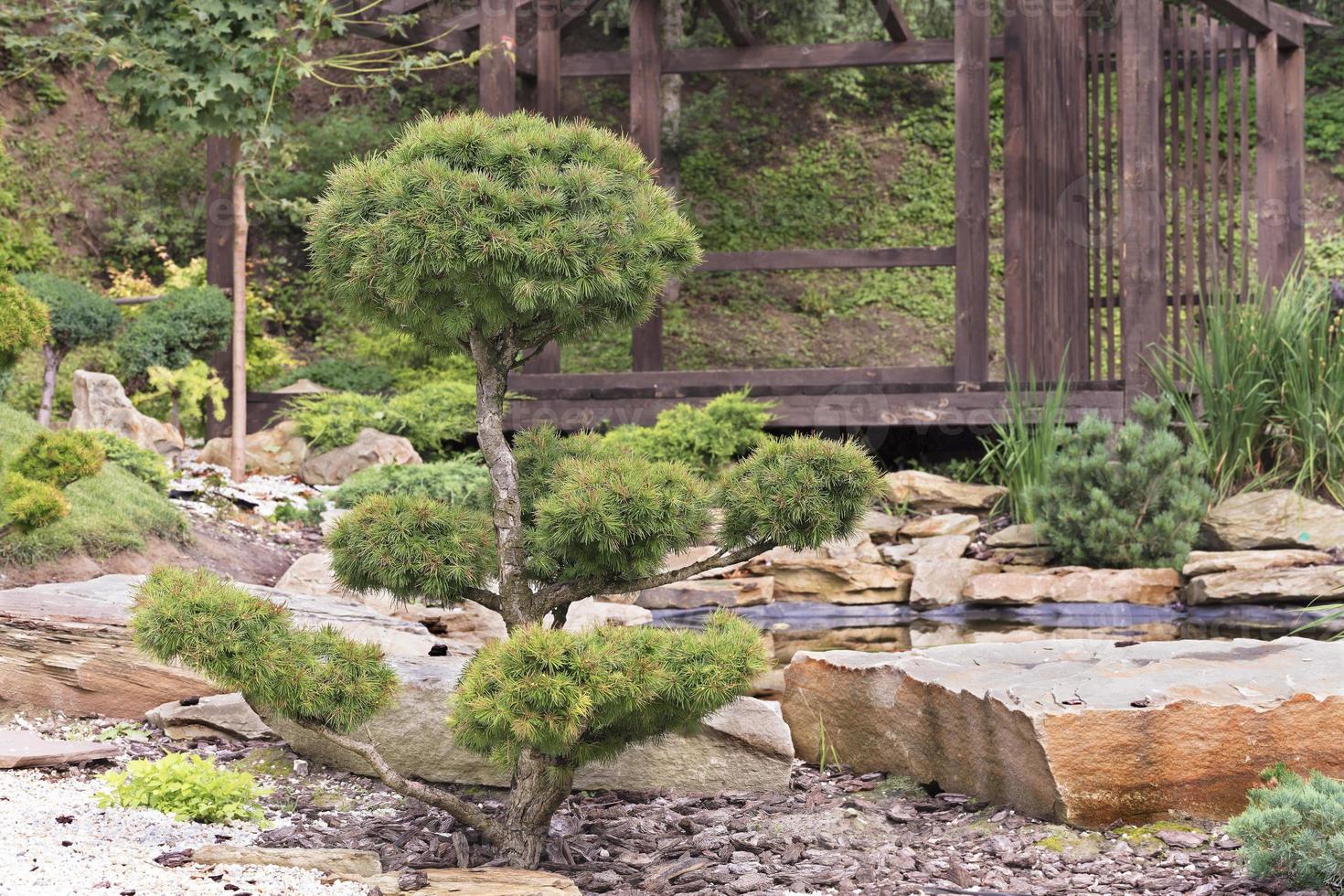 träd av bonsai, tallar i en japansk stenträdgård foto