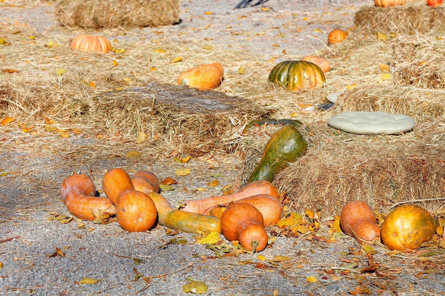 orange pumpor ligger utspridda bland hökärvar i ett rekreationsområde i en höststadspark. foto