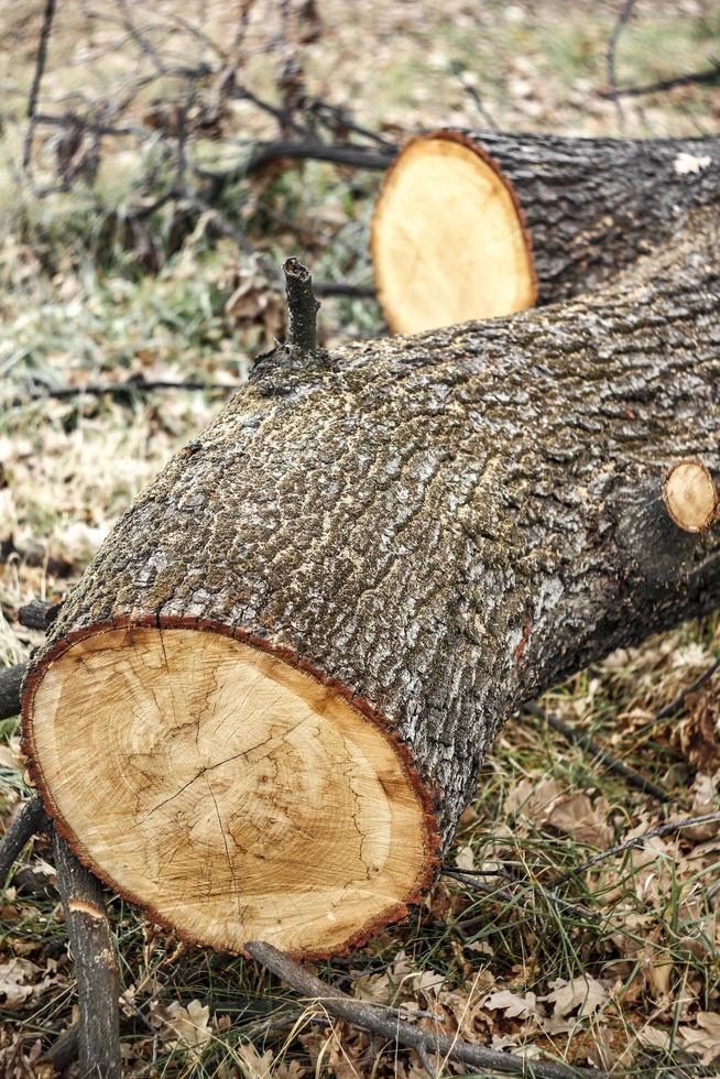 ett hugget träd i skogen. naturförstörelse faktum. foto