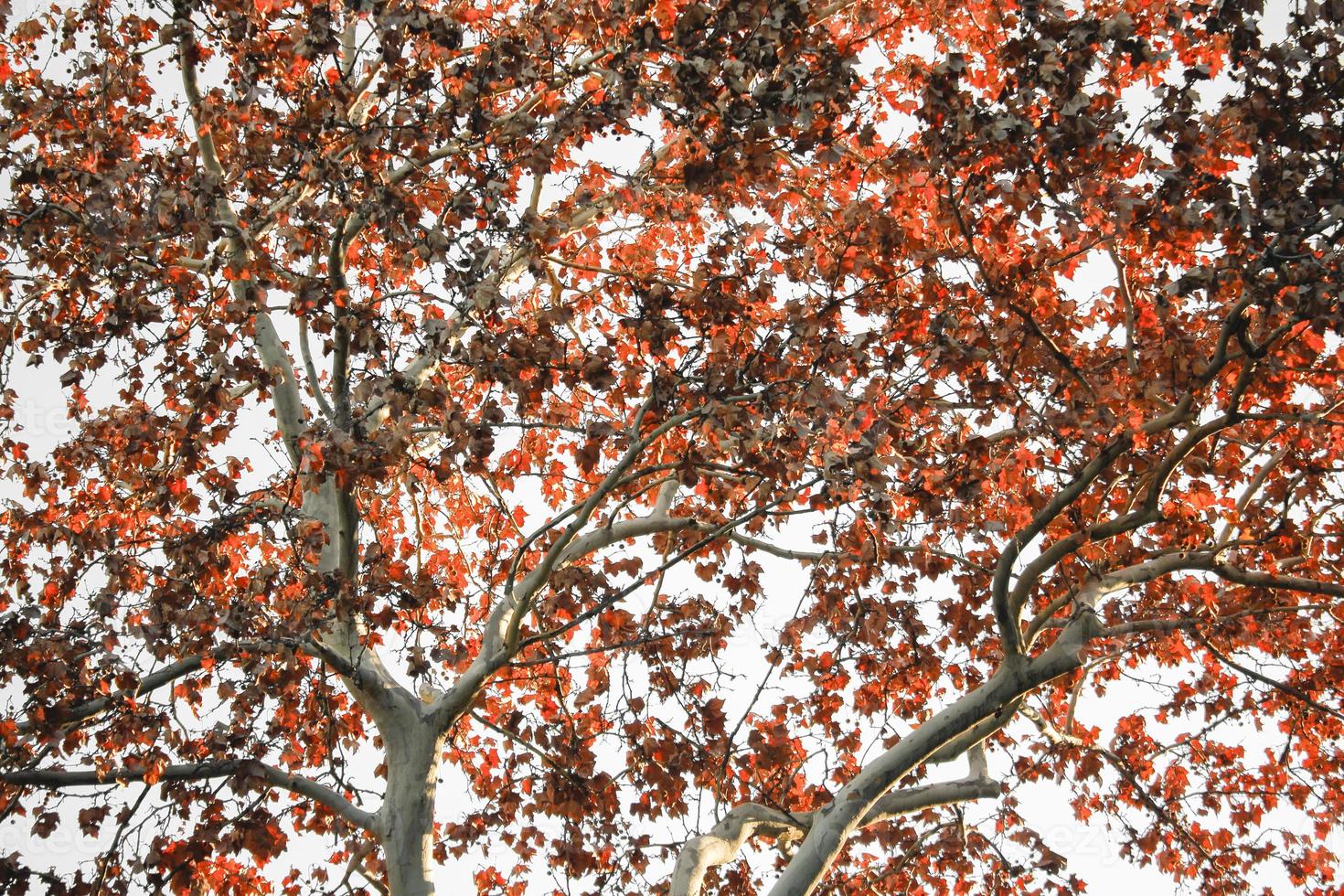 vackra höstlöv bakgrund. torra löv bakgrund på hösten. foto