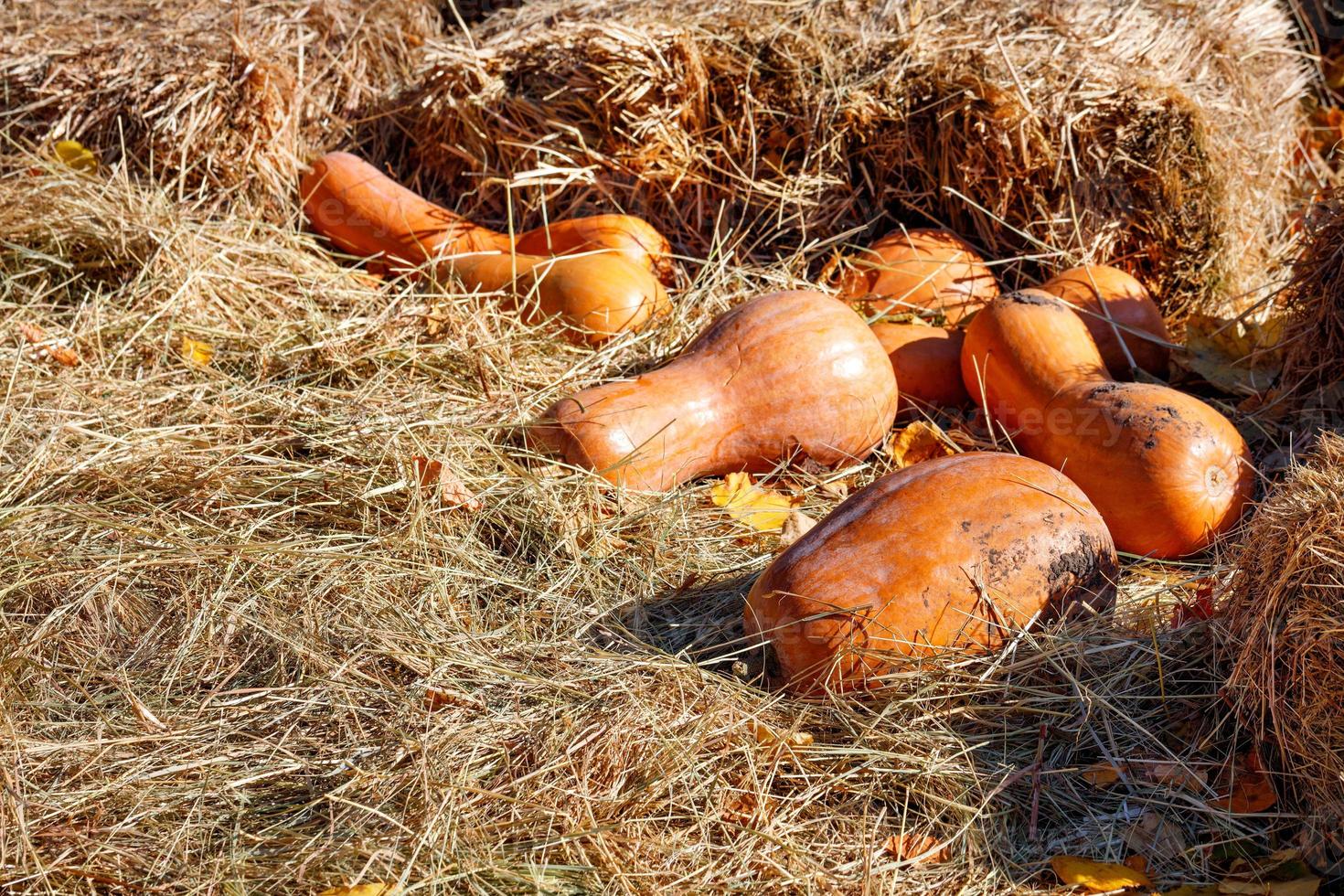 orange pumpor är staplade i höet och upplysta av starkt solljus. foto