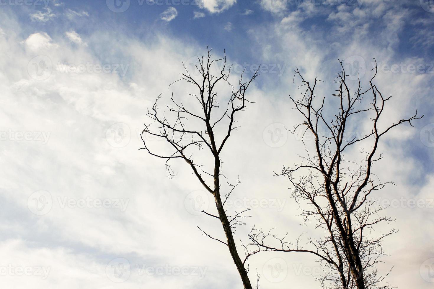 markvy av ett bladlöst träd mot himlen. foto