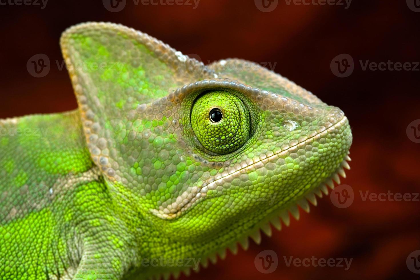 kameleont chamaeleo calyptratus närbild på ägarens axel. foto