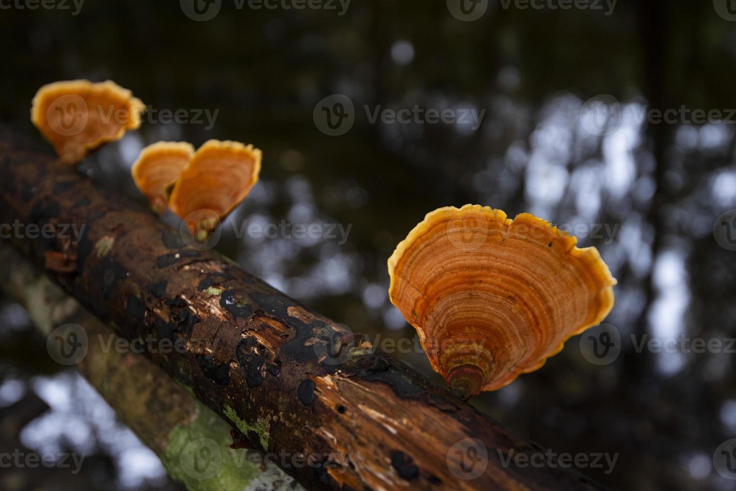 skogssvamp på trä i naturdjungeln - utomhus höst vild svamp röd foto