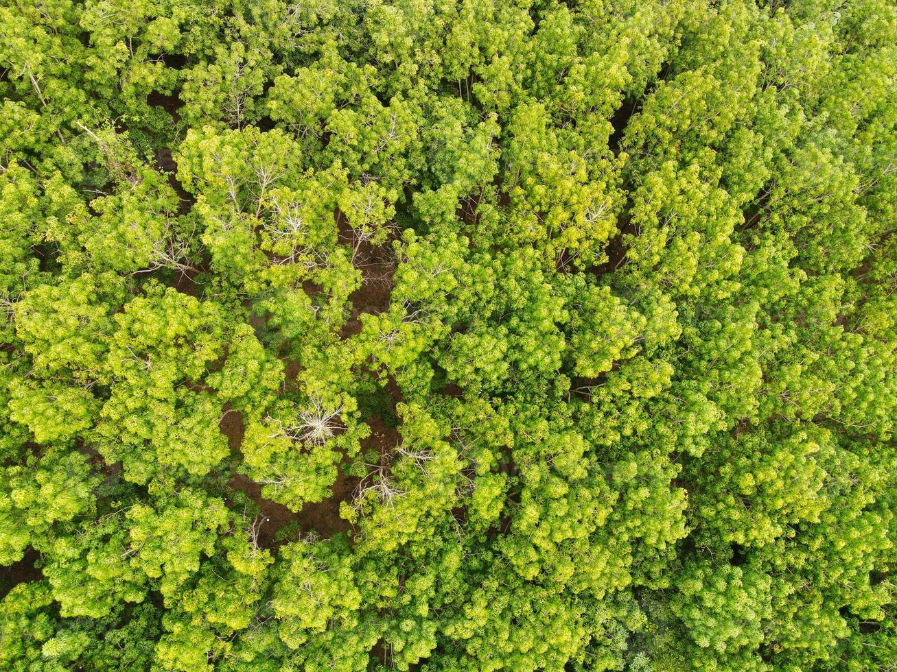 flygbild skog träd miljö skog natur bakgrund, textur av grönt träd top view skog från ovan, gummiplantager med gummiträd jordbruk foto