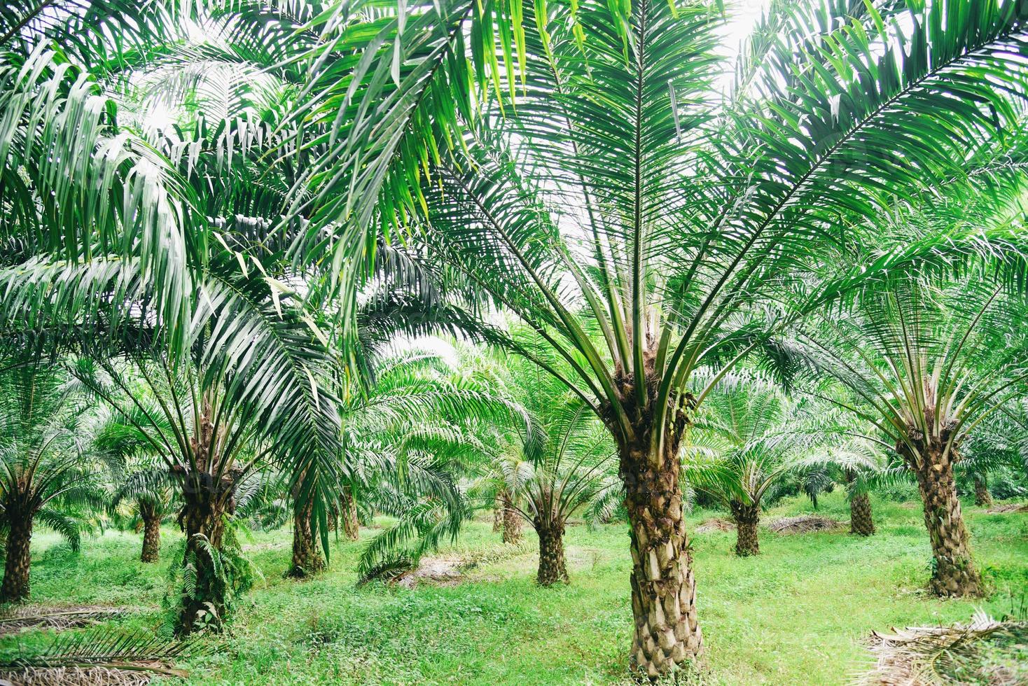 tropisk träd växt palmträd fält natur jordbruk gård palm plantage, palmolja av grödor i grönt foto
