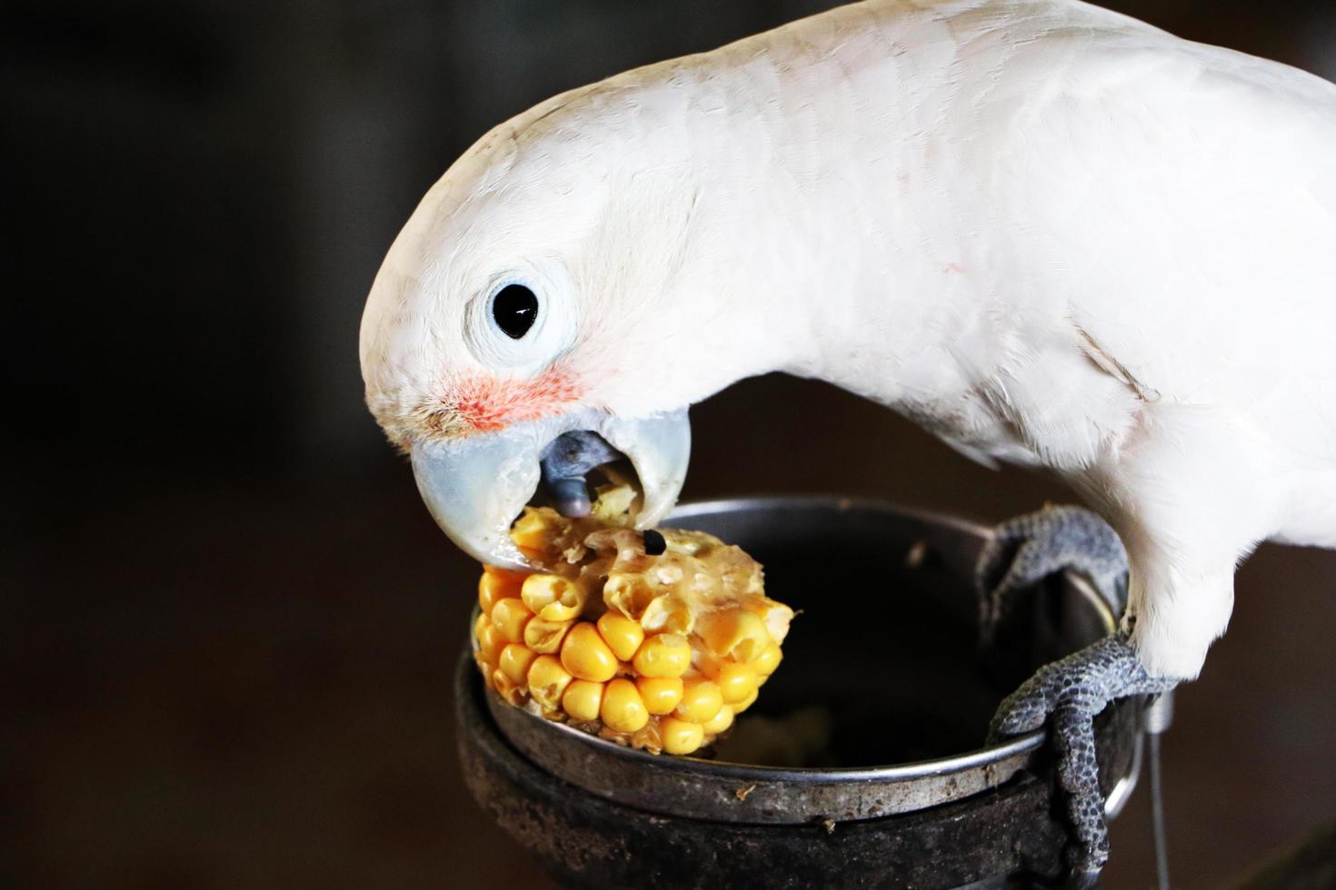 mata vita papegojor med gul majs, husdjursvård för människor. foto