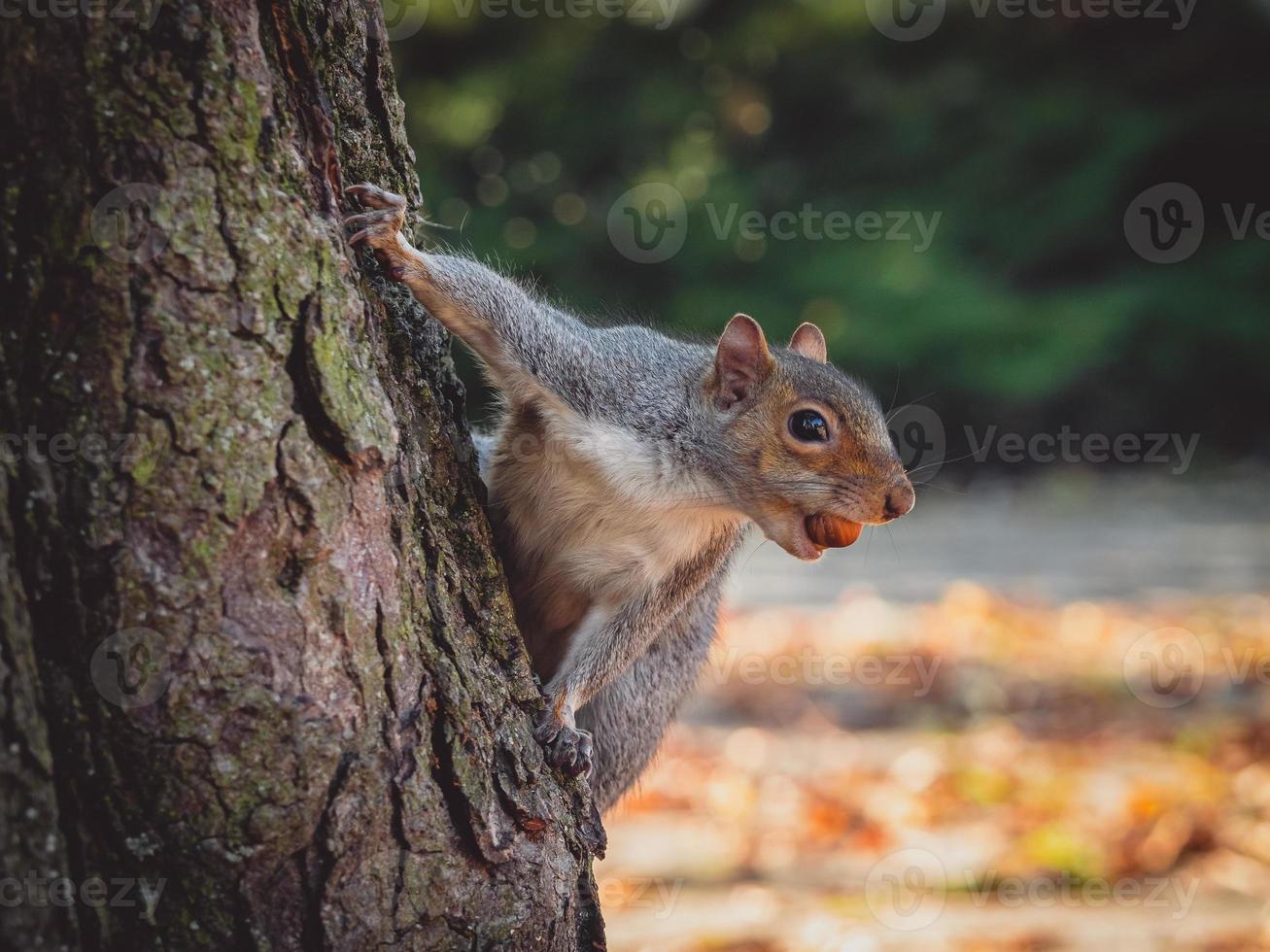 östlig grå ekorre sciurus carolinensis med hasselnöt foto