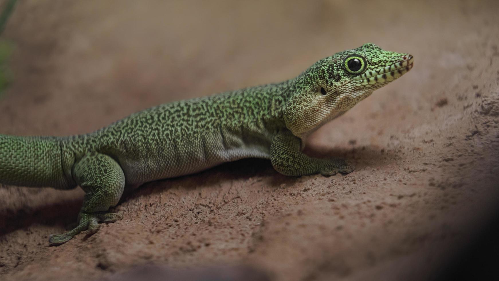 stående dag gecko foto