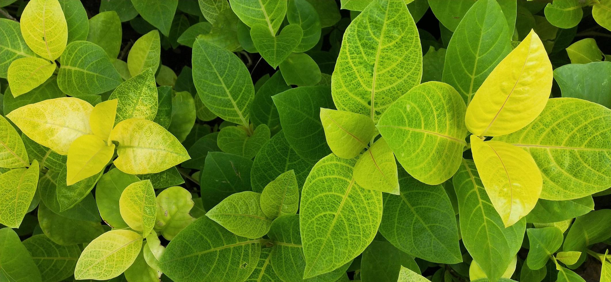 gröna blad bakgrundsfoto utan redigering foto