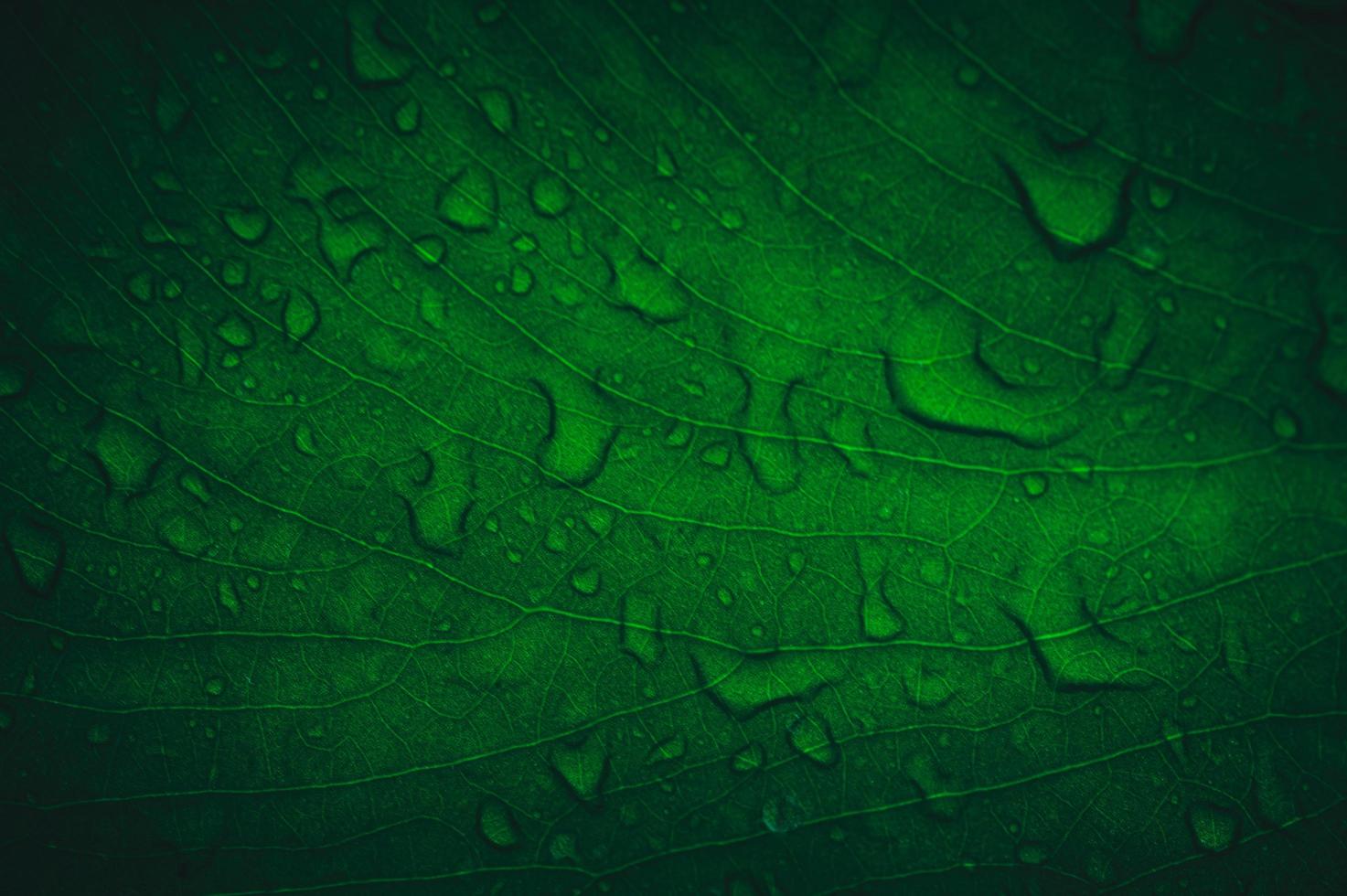 makro vattendroppar på löv älskar miljön foto
