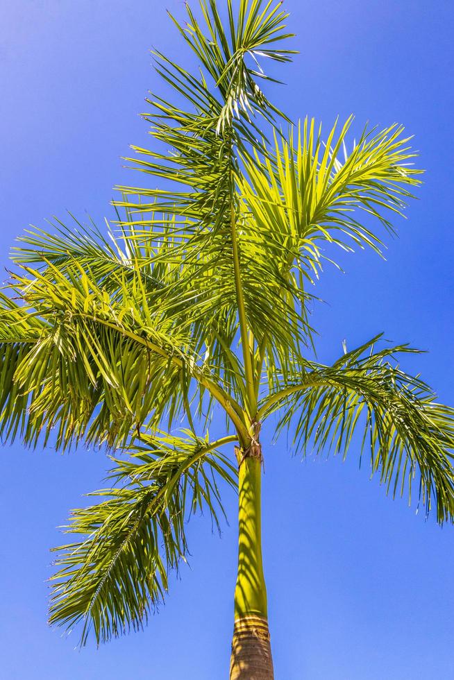 tropisk palm med blå himmel playa del carmen mexico. foto