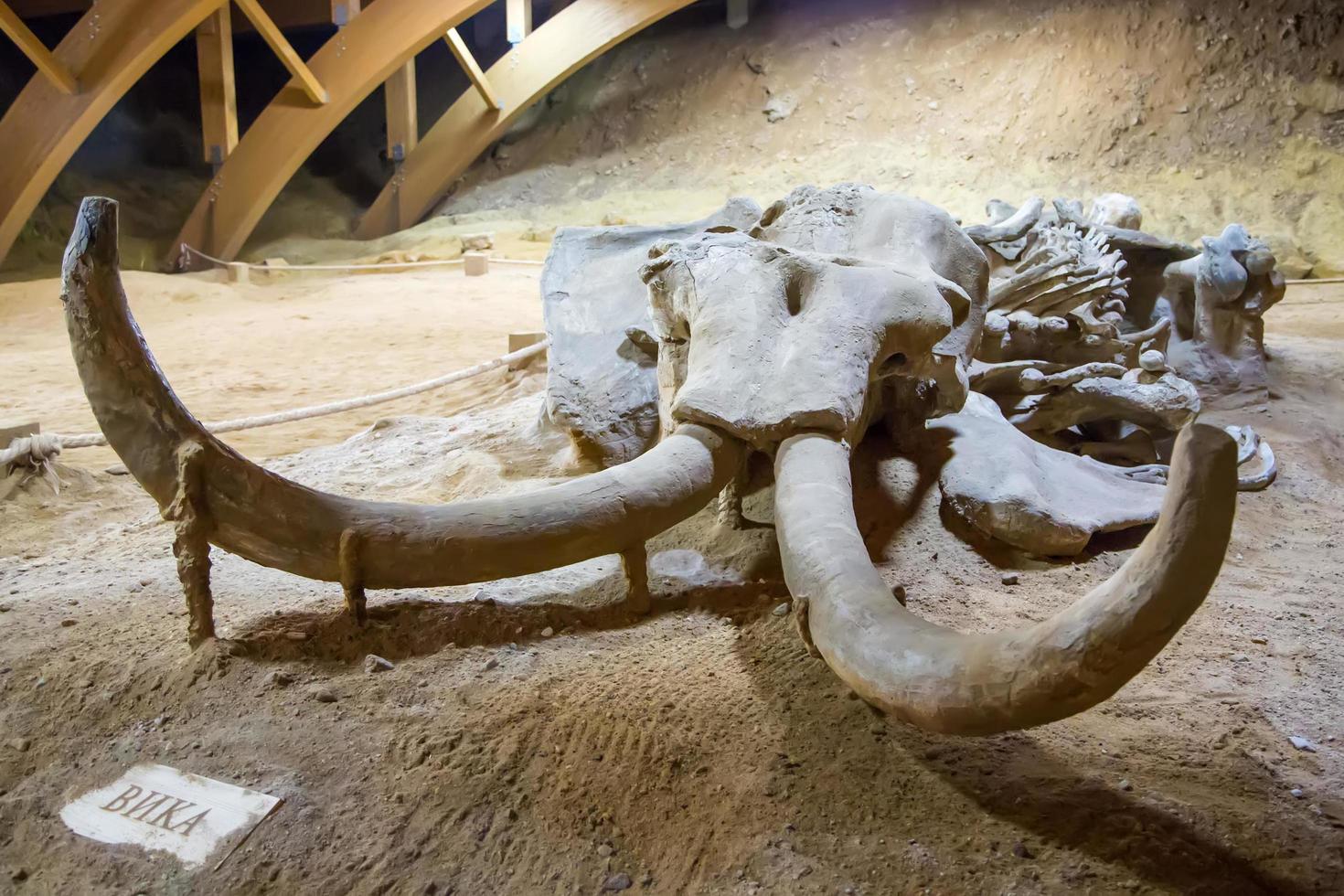 kostolac, serbien, 2014 - rester av mammut på den arkeologiska platsen Viminacium nära kostolac, serbien. mammut, som heter vika, är en 6 meter lång vuxen hona med hela skelettet bevarat. foto