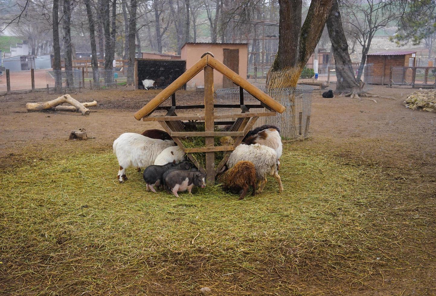 grisar och får i en fålla äter hö vid dåligt väder foto