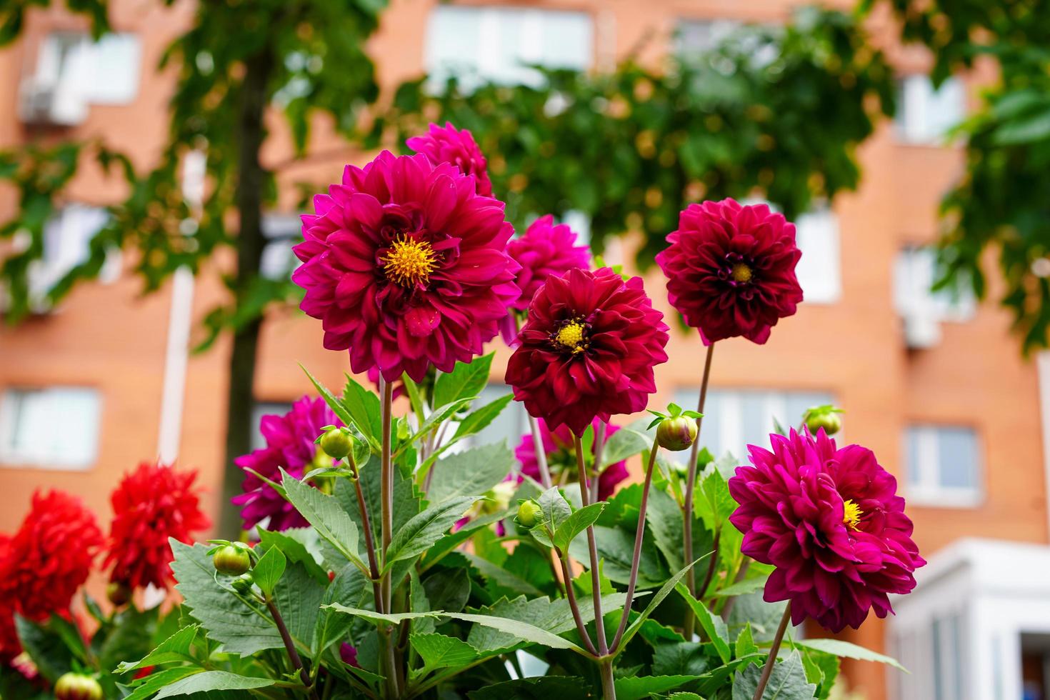 rosa dahliablommor på en suddig byggnadsbakgrund foto