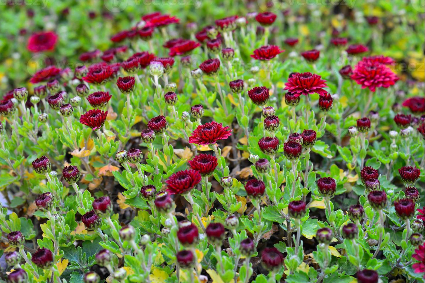 höst röd vinröd krysantemum fleråriga blommor närbild utomhus foto